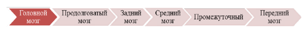 Отделы головного мозга