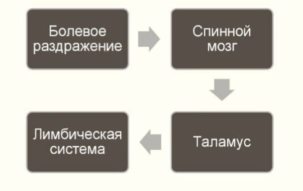 Лимбическая система