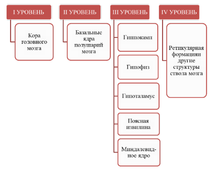 Уровни строения головного мозга